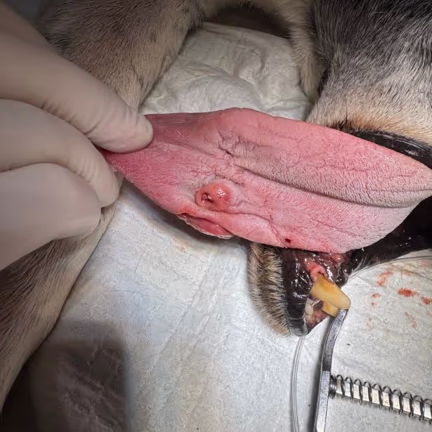 Equipe di Oncologia veterinaria a Roma - gallery 2